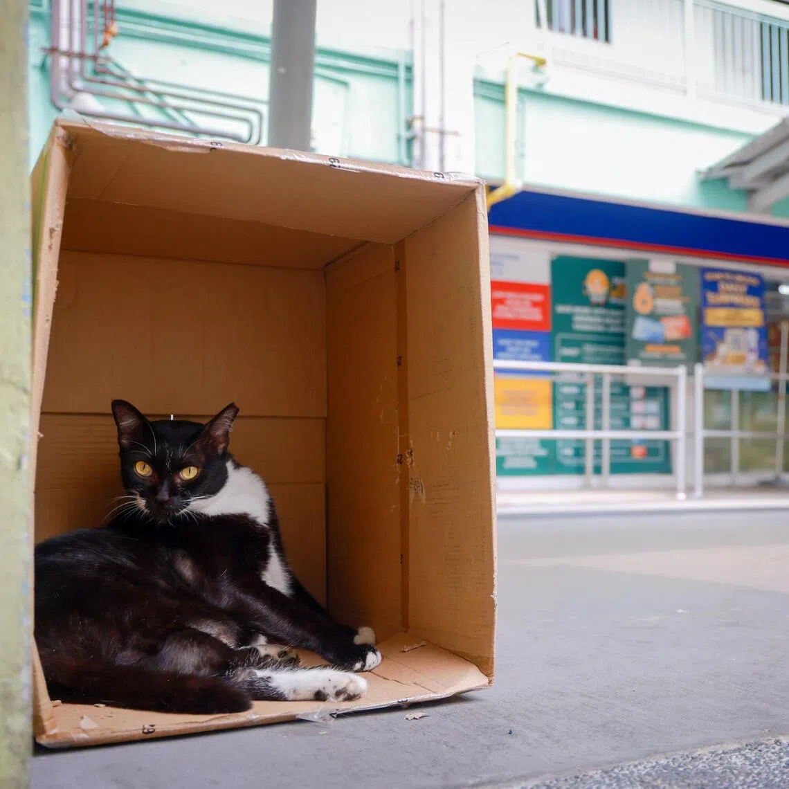 A community cat in Bukit Ho Swee in the haze on Oct 22.