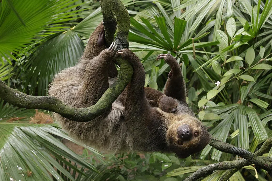 aqbaby08 - Singapore’s Wildlife Parks Welcomed Close to 800 Babies in 2022
Inbox

Credit: Mandai Wildlife Group