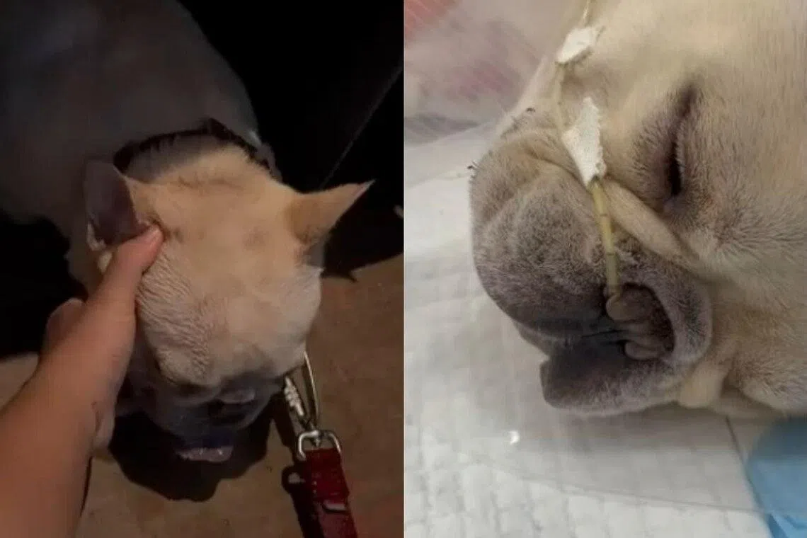 Kreon was found panting heavily and unresponsive, lying on his stomach.