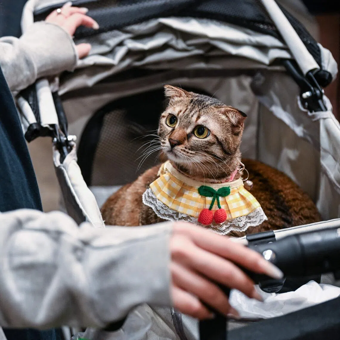 The findings, electronically published in Current Biology this week, may be applied to suppressing urine odor or monitoring rare feline species.