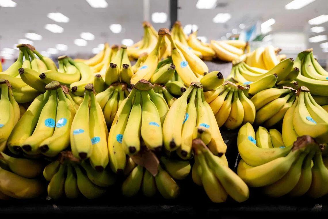 Japan ships bananas in while they are still green, then ripen them in rooms filled with ethylene before bunches reach store shelves.