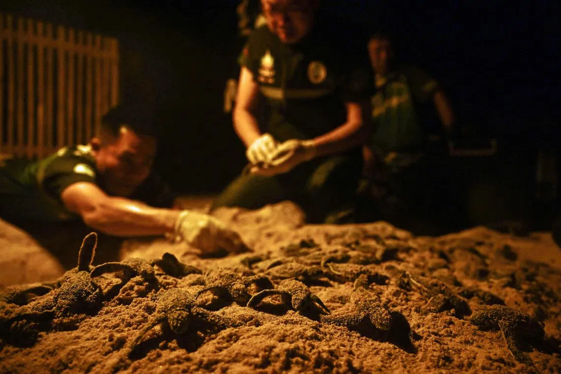 Members of the Thai Department of Marine and Coastal Resources gather emerging hatchlings of leatherback turtles prior to releasing them in the sea on Bang Khwan beach in the coastal Thai province of Phang Nga on Feb 20, 2023. Leatherback turtles, which are found to nest along the Andaman Sea coast, are the most migratory of all sea turtles with populations distributed around the world in the Atlantic, Pacific and Indian Oceans, and are listed as a vulnerable species by the International Union for Conservation of Nature (IUCN). 