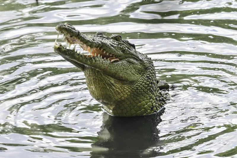 Beware the crocodile: The challenge for small states | The Straits Times