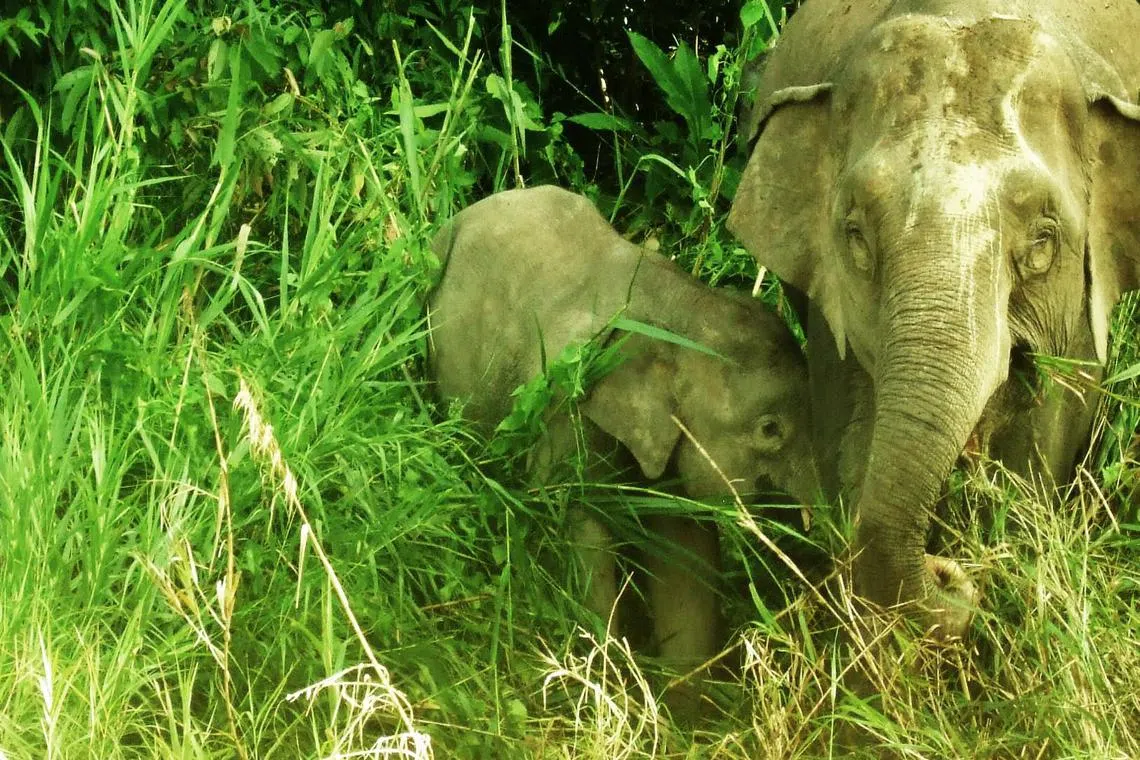 Pygmy elephants, unique to Borneo island, are a distinct subspecies of mainland Asian elephants.
