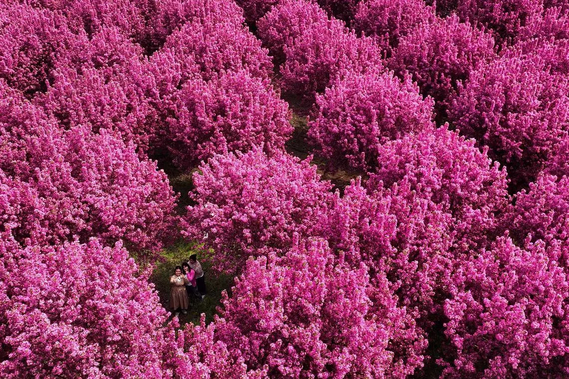 People taking pictures under crabapple blossoms in Handan, China, on April 8, 2024. 