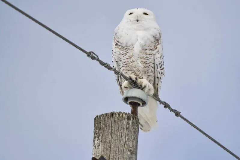 The snowy owl is among the 40 new species listed for international protection.