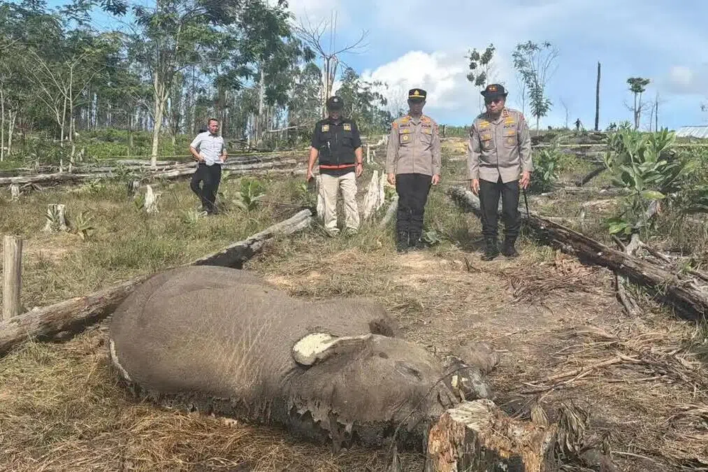 Indonesian police seize over $130,000 worth of assets in Riau elephant tusk case