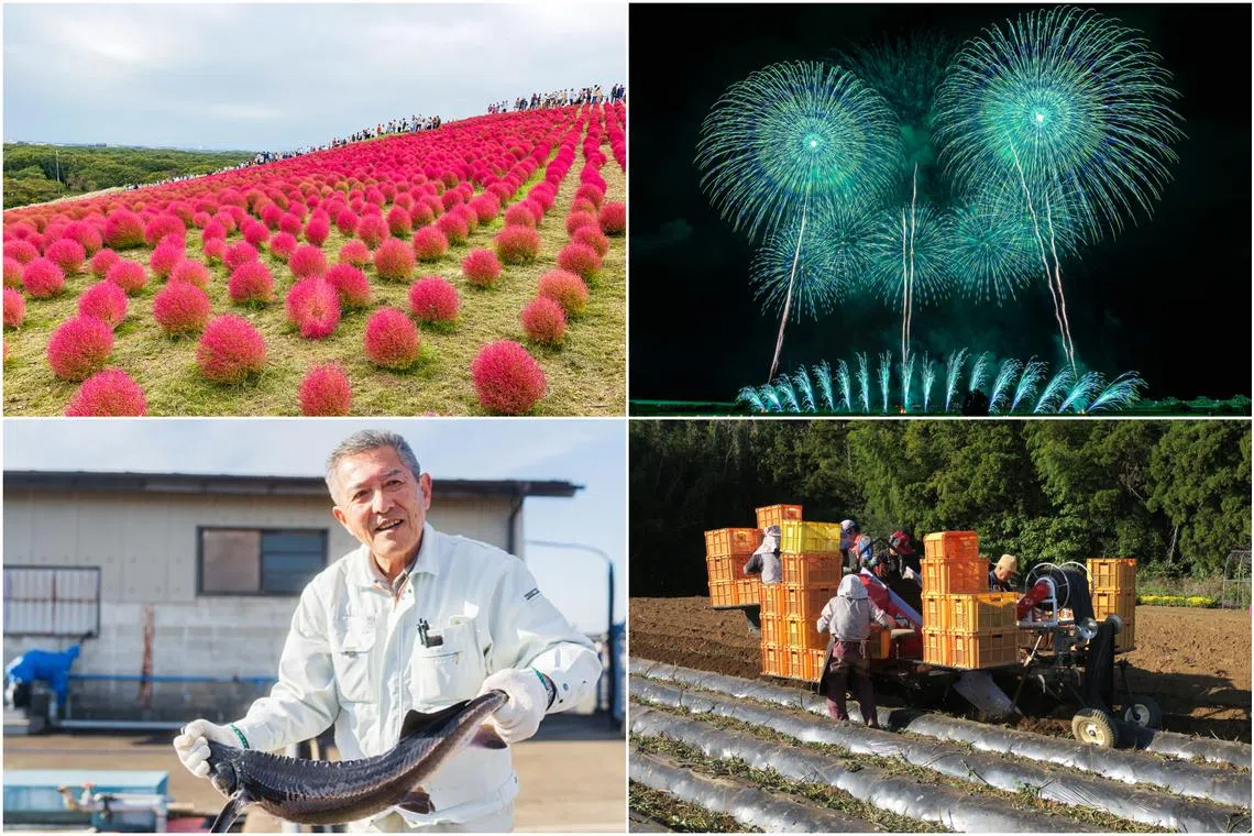 Ibaraki’s cellar-dweller ranking belies its strong claims to fame in terms of natural beauty and cultural treasures.