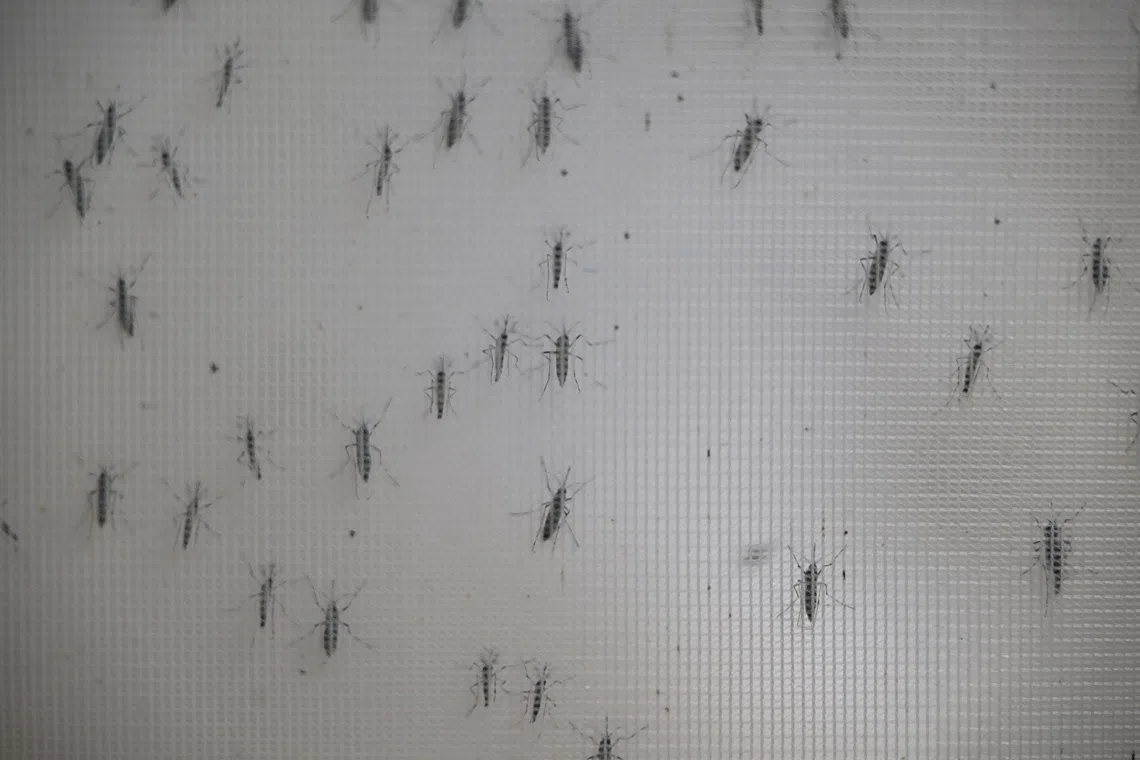 The West Nile virus, a mosquito-borne infection, can cause symptoms similar to the flu but in extreme cases it can result in tremors, fever, comas and a lethal swelling of the brain tissue known as encephalitis.
