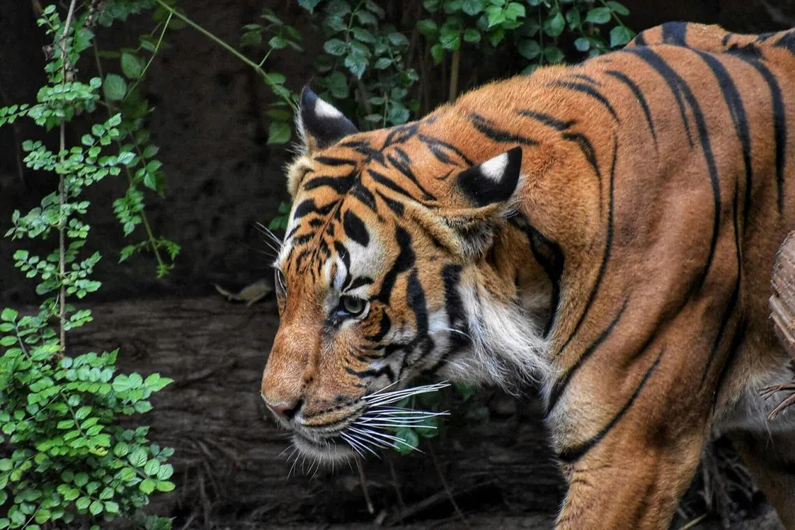 The Javan and Bali tigers have been declared extinct by the International Union for Conservation of Nature (IUCN), the global authority on wildlife extinction risk. 