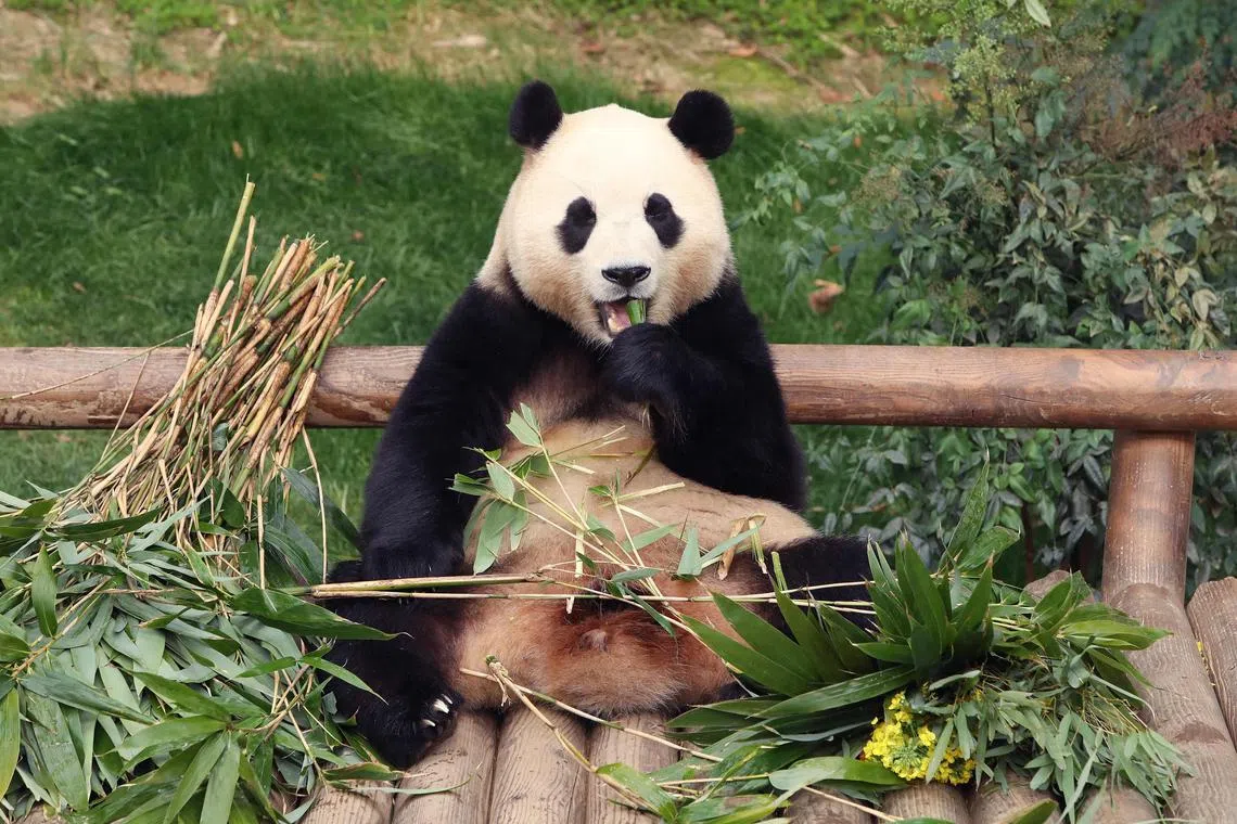 Giant panda Fu Bao eats bamboo at Everland amusement park in Yongin on March 3, 2024. 