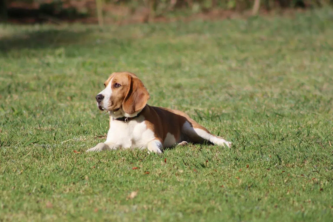 Commissioned as South Korea’s first bed bug detection dog, Ceco is a beagle owned by local pest control company Cesco.
