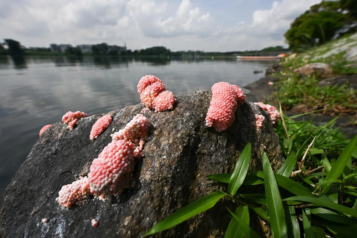 ‘Parasite mentaiko’: Large amounts of invasive snail eggs spotted in ...