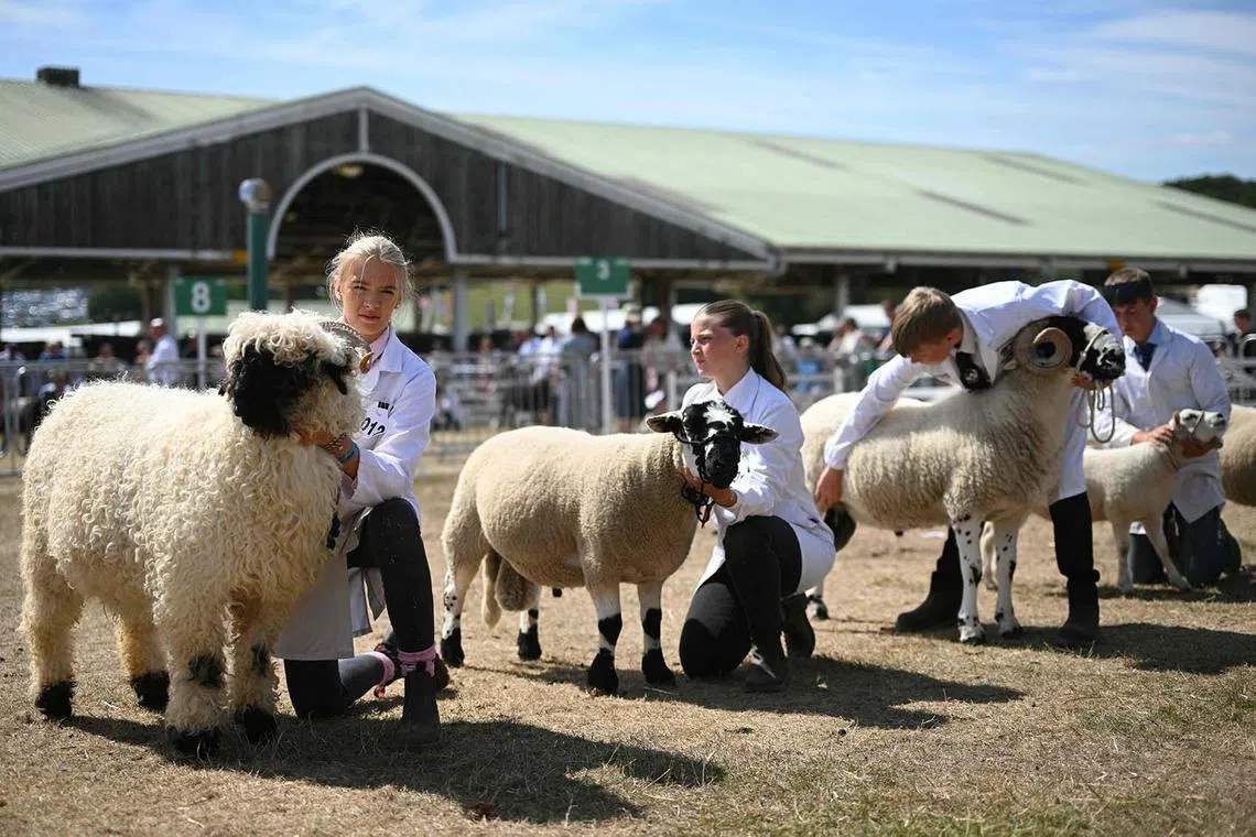 Young handlers showing their sheep during a competition at the Great Yorkshire Show in Harrogate, northern England on July 10, 2025. The agricultural show, which was first held in 1838, showcases all aspects of country life. 