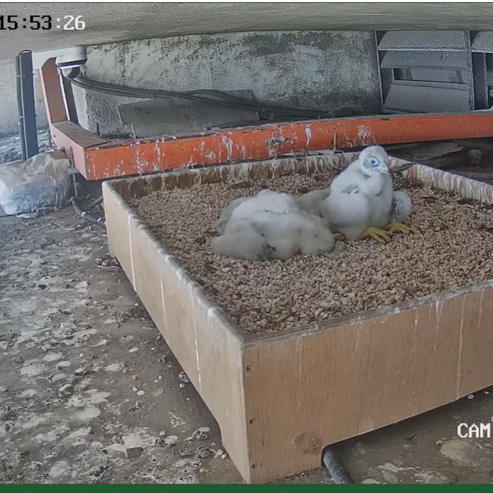 The 24-hour YouTube live stream of the pair’s nest was launched on March 5 for the public to watch their second batch of chicks grow up.