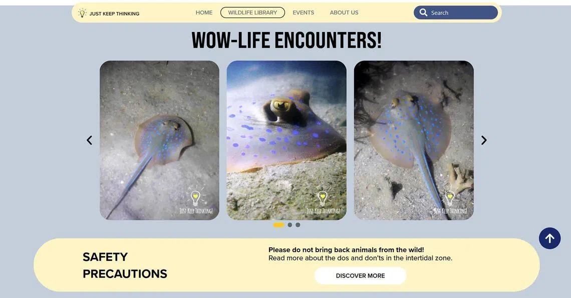 Just Keep Thinking’s website features photos of animals encountered by its team members during their intertidal explorations.