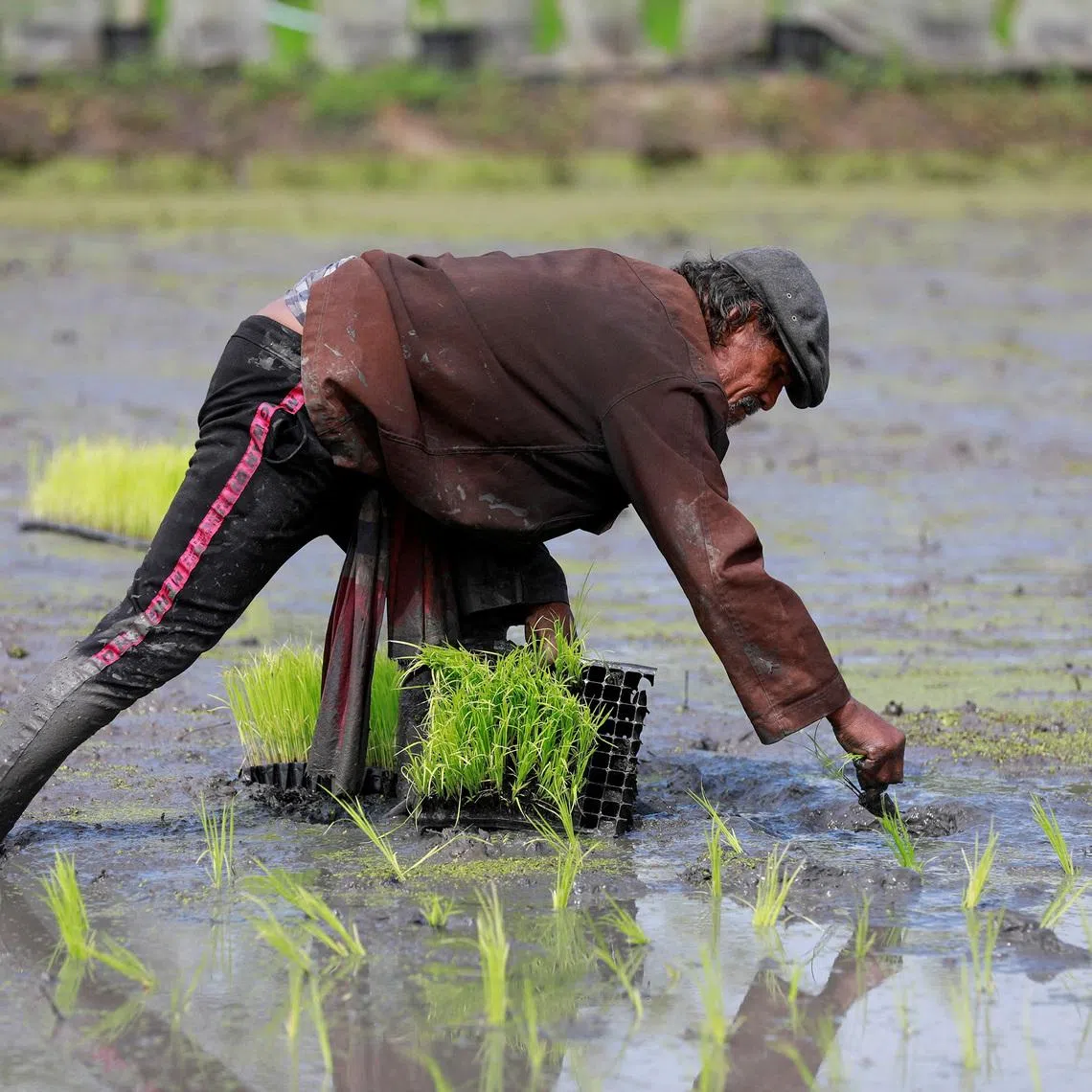 FILE PHOTO: A worker cultivates rice plants at a farm in Bangkok, Thailand, August 28, 2018. Picture taken August 28, 2018. REUTERS/Soe Zeya Tun/File Photo