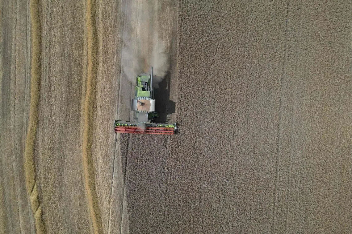 Growing rice in Britain ‘not so crazy’ as climate warms