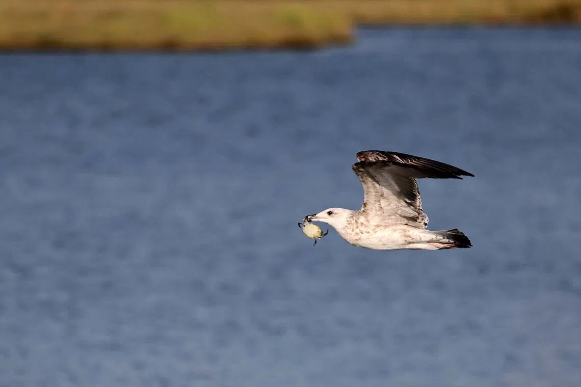 A seagull flies with a crab in its beak above Vistonida lake at Porto Lagos, Greece August 11, 2026. REUTERS/Yiannis Kourtoglou TPX IMAGES OF THE DAY