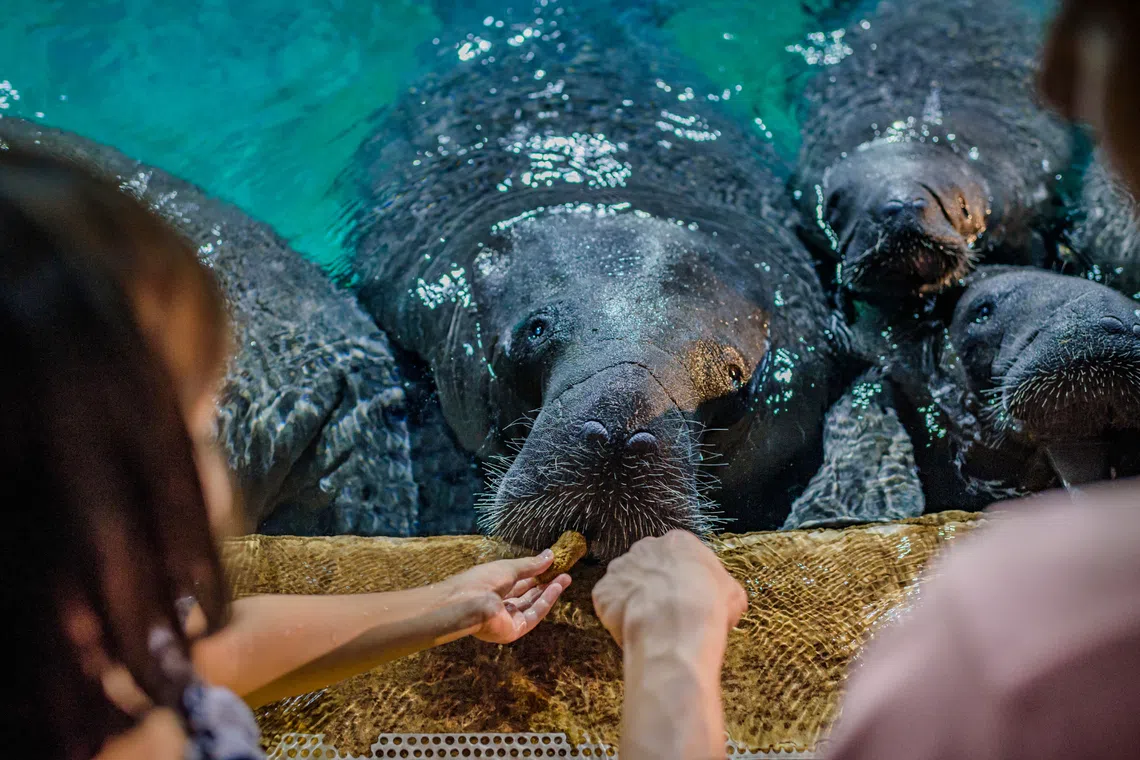 mandai wildlife reserve river wonders backstage pass manatee mania