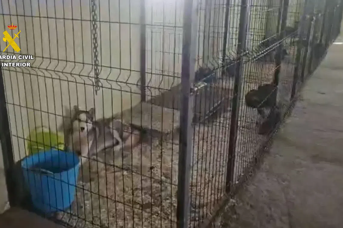 Police also found 61 dogs and 28 cats which they believe were being bred for illegal sale.