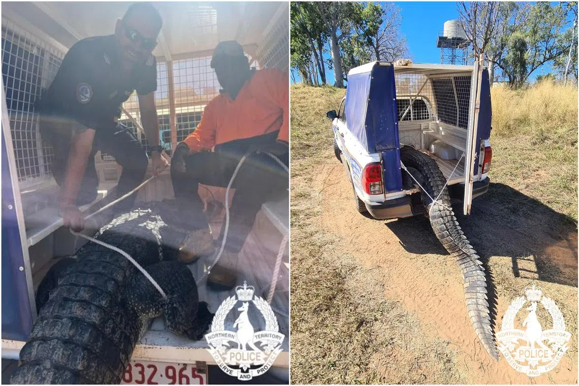 The crocodile had been stalking and lunging out of the water at children and adults, according to the Australian police.
