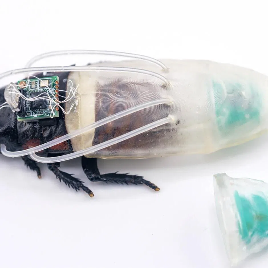 Equipped with infrared cameras, sensors and electrodes, cyborg cockroaches can help to locate survivors in disaster-hit areas.