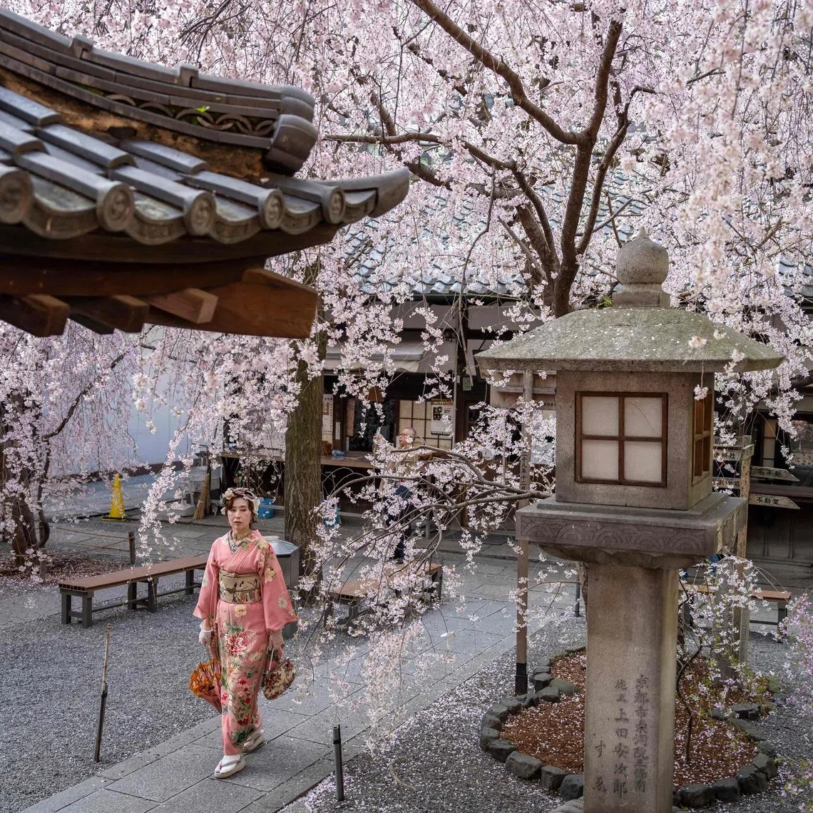 A woman wearing a kimono walking under cherry blossom trees at Rokkakudo temple in Kyoto, Japan. 