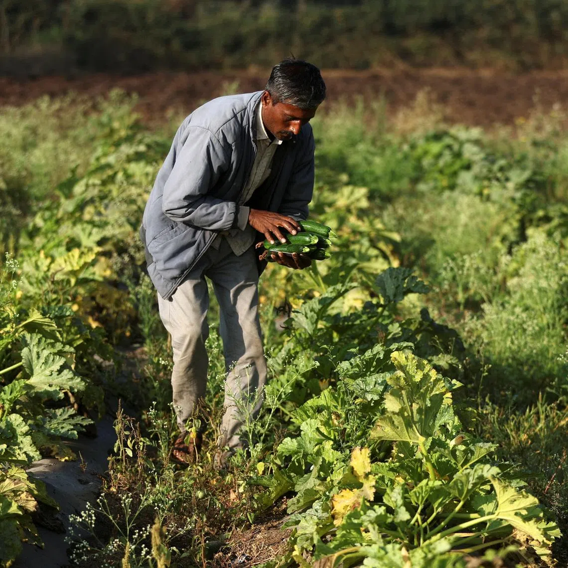 A man harvests zucchini at a farm in Nashik, in the western state of Maharashtra, India, in January. The country's vast agriculture sector supports over 45 per cent of people in India.