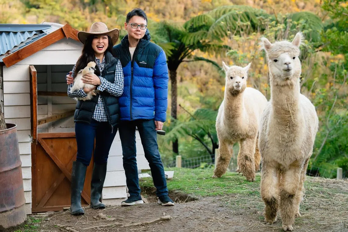 Animals, New Zealand, Chicken, Alpacas
