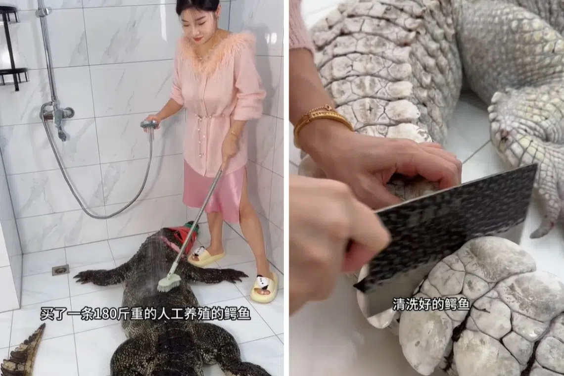 A food vlogger known as “Chu Niang Xiao He” demonstrated how the many uses of a dead, 90kg alligator.