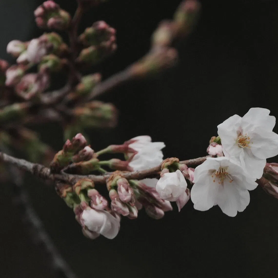 Flowering cherry blossoms and buds from a sample cherry tree, Somei Yoshino species are seen at Yasukuni Shrine in Tokyo on March 19, 2026.
