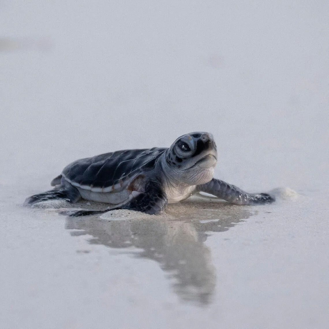 A newborn green turtle crawling across a sandy beach towards the sea after being released from a wildlife protected area on Mataking Island on Sept 25.