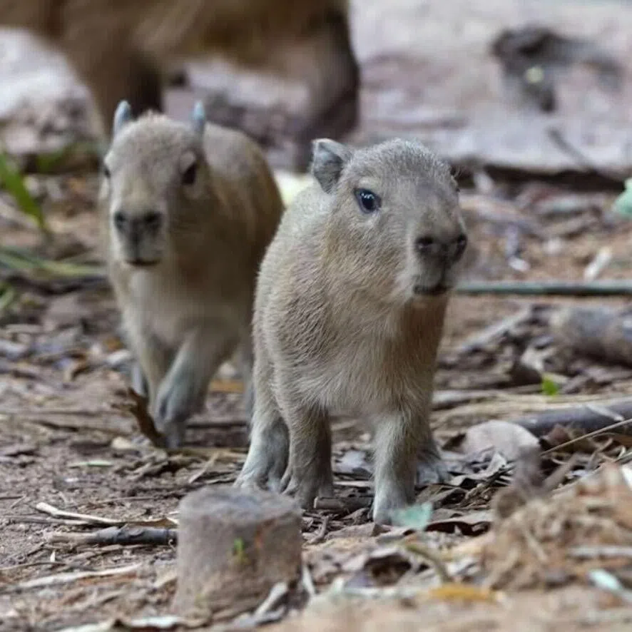 Two capybara babies – the first in 10 years – were born at the Mandai Wildlife Reserve on Jan 4.