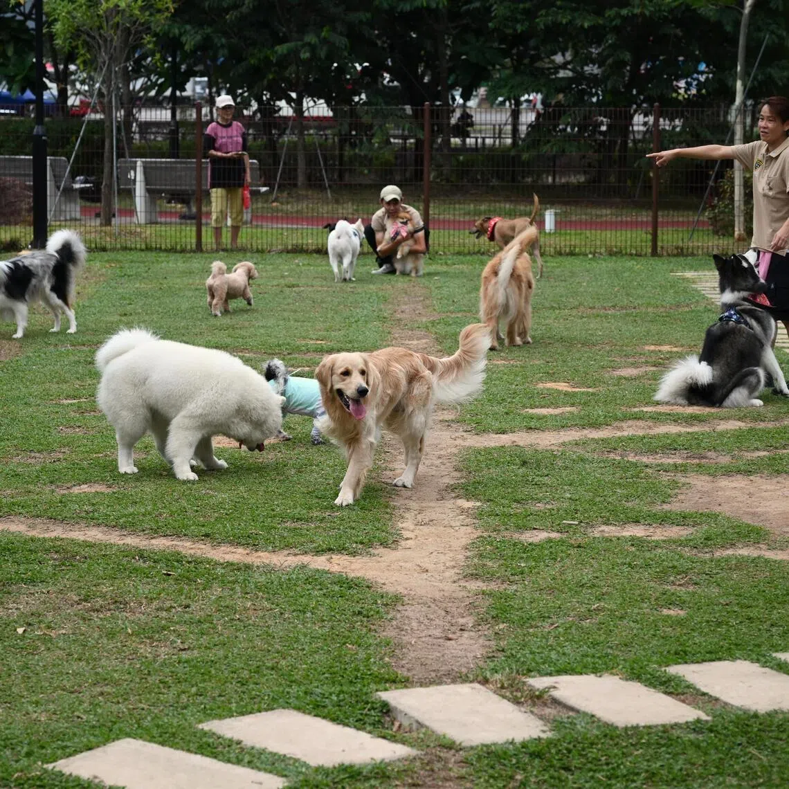 During walks, monitor your pet closely for early signs of respiratory distress, such as increased panting, respiratory noise or reluctance to continue exercising.  