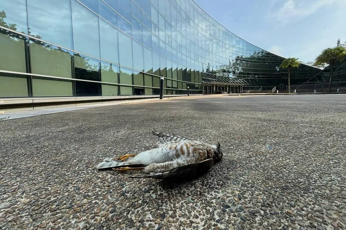A fallen Japanese sparrowhawk at NTU's School of Art, Design and Media (ADM) building.