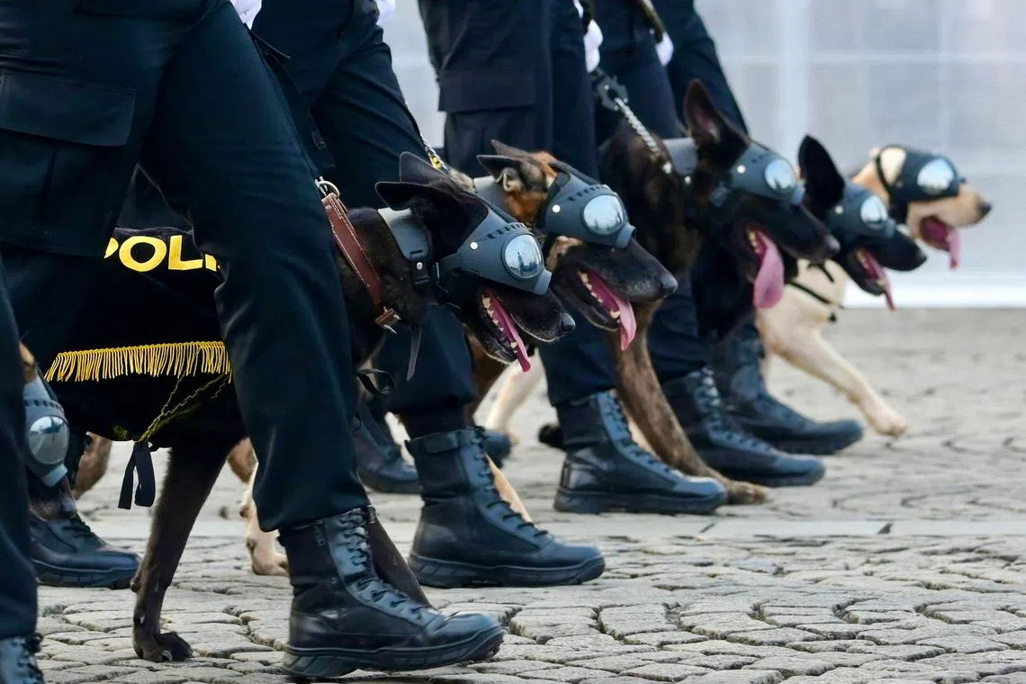 CORRECTION / Police working dogs take part in a parade commemorating the 78th Indonesian Police Day in Jakarta on July 1, 2024. (Photo by Bay ISMOYO / AFP) / “The erroneous mention[s] appearing in the metadata of this photo by Bay ISMOYO has been modified in AFP systems in the following manner: [78th] instead of [79th]. Please immediately remove the erroneous mention[s] from all your online services and delete it (them) from your servers. If you have been authorized by AFP to distribute it (them) to third parties, please ensure that the same actions are carried out by them. Failure to promptly comply with these instructions will entail liability on your part for any continued or post notification usage. Therefore we thank you very much for all your attention and prompt action. We are sorry for the inconvenience this notification may cause and remain at your disposal for any further information you may require.”