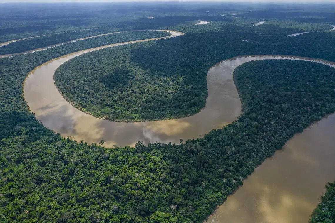 The Amazon rainforest plays an important role in regulating Earth’s climate by pulling carbon dioxide out of the atmosphere.