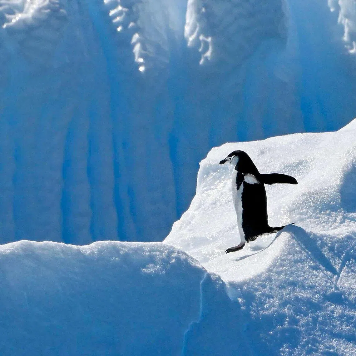The volcanic island of Zavodovski lost more than 680,000 of its chinstrap penguins between 2011 and 2025.