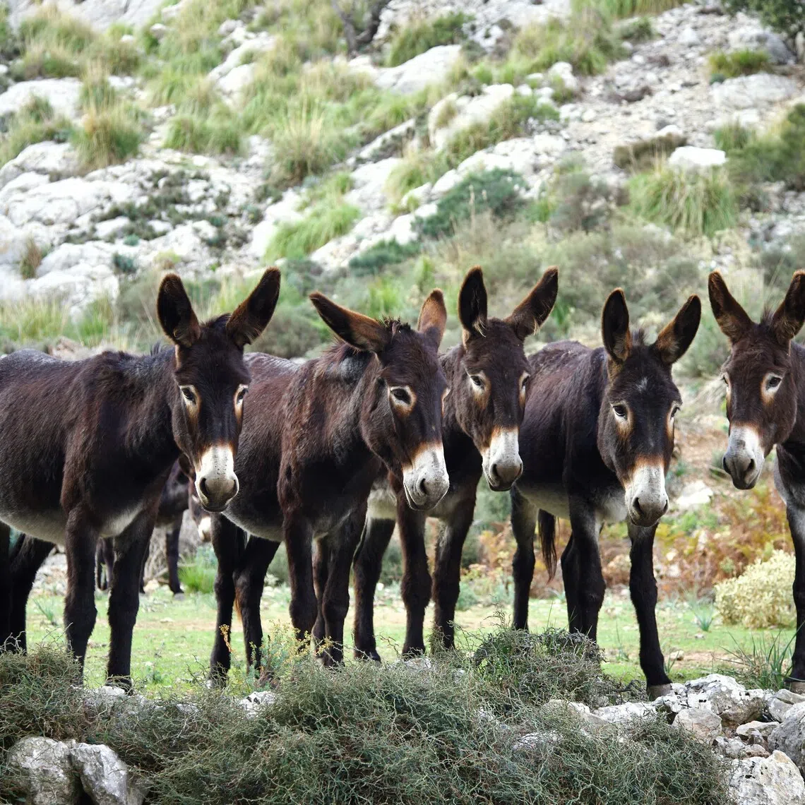 China’s donkey population has plunged as millions of the animals are slaughtered each year, driving buyers to seek supplies from Africa and elsewhere.