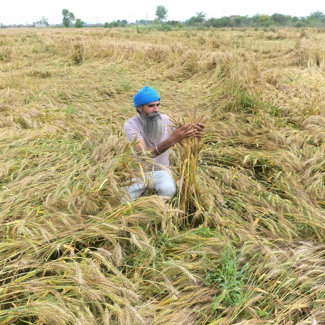 A farmer inspects damaged wheat crops after heavy rain on the outskirts of Amritsar, India on April 8, 2026..