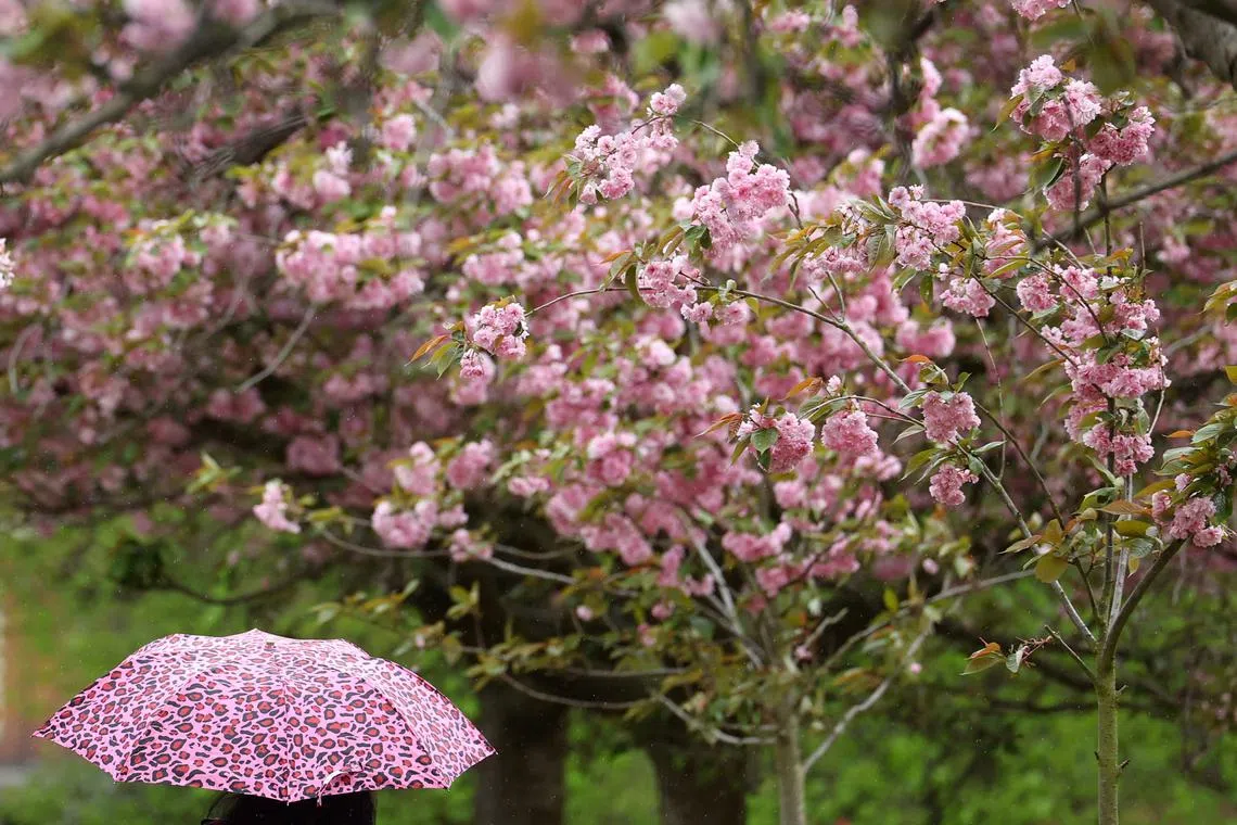 A person standing under an umbrella, amongst cherry blossoms, during a light shower in Greenwich Park in London, Britain, on April 16, 2024. 