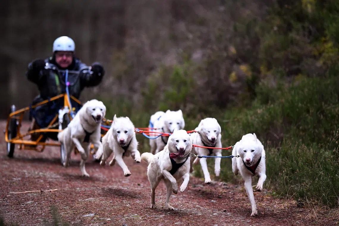 A musher takes part in the training session on forest tracks, with their team of dogs, ahead of the The Siberian Husky Club of Great Britain 39th Aviemore Sled Dog Rally near Feshiebridge, Cairngorm, Scotland, on Jan 26, 2023. 