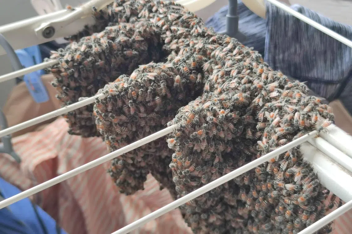 Ms Gillian Yap found a beehive on her clothes rack on Jan 29 morning.