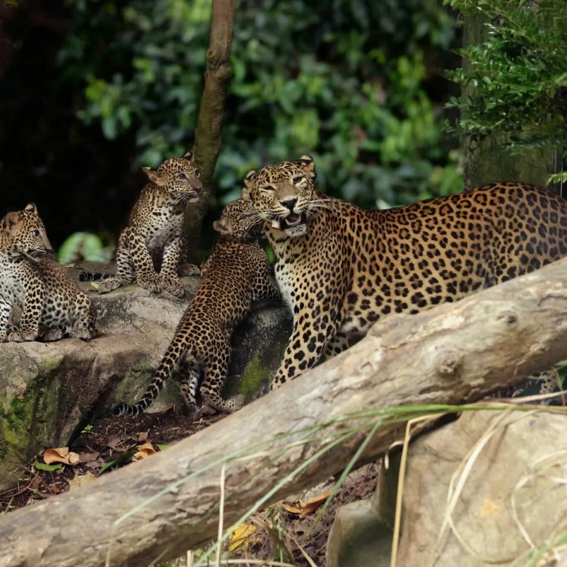 The two males and one female are first Sri Lankan leopard cubs to be born at the Singapore Zoo.