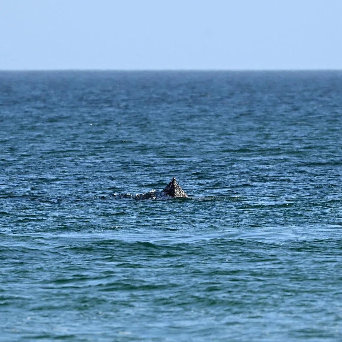 The 10m-long humpback whale swims near the coast after managing to free itself overnight from a sandbank at Timmendorfer Strand beach.