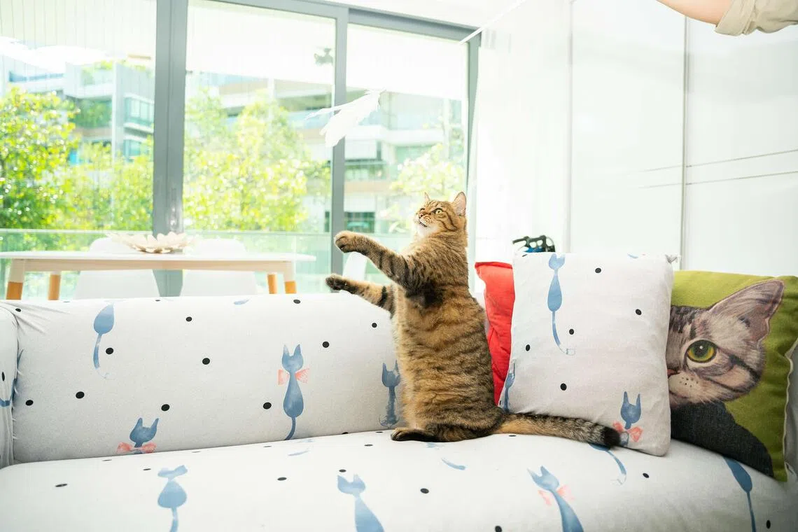 Be a responsible pet owner, take a stand against animal smuggling | The Straits Times