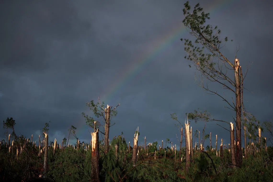 A rainbow appears in the sky above a pine forest with broken trees after the passage of Storm Kristin, in Leiria, Portugal, February 2, 2026. REUTERS/Pedro Nunes