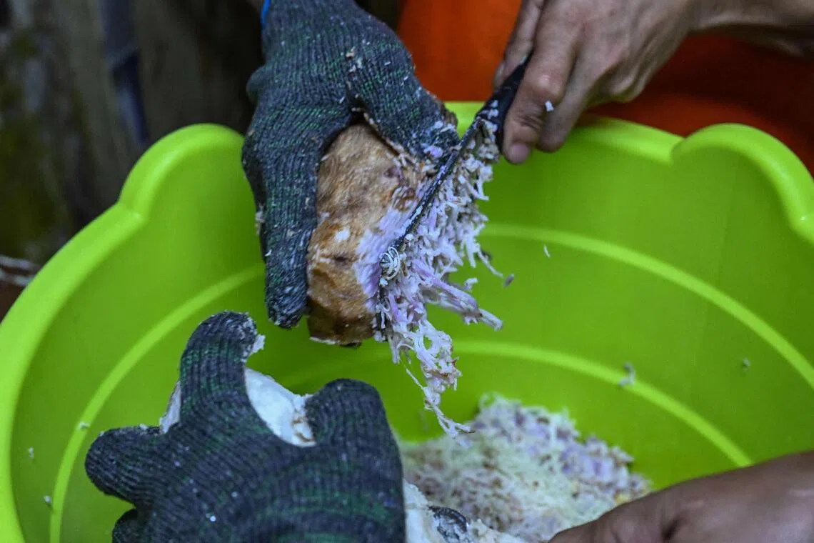 Workers grating purple yam to make ube halaya (purple yam jam) at a shop in Manila on Oct 1.