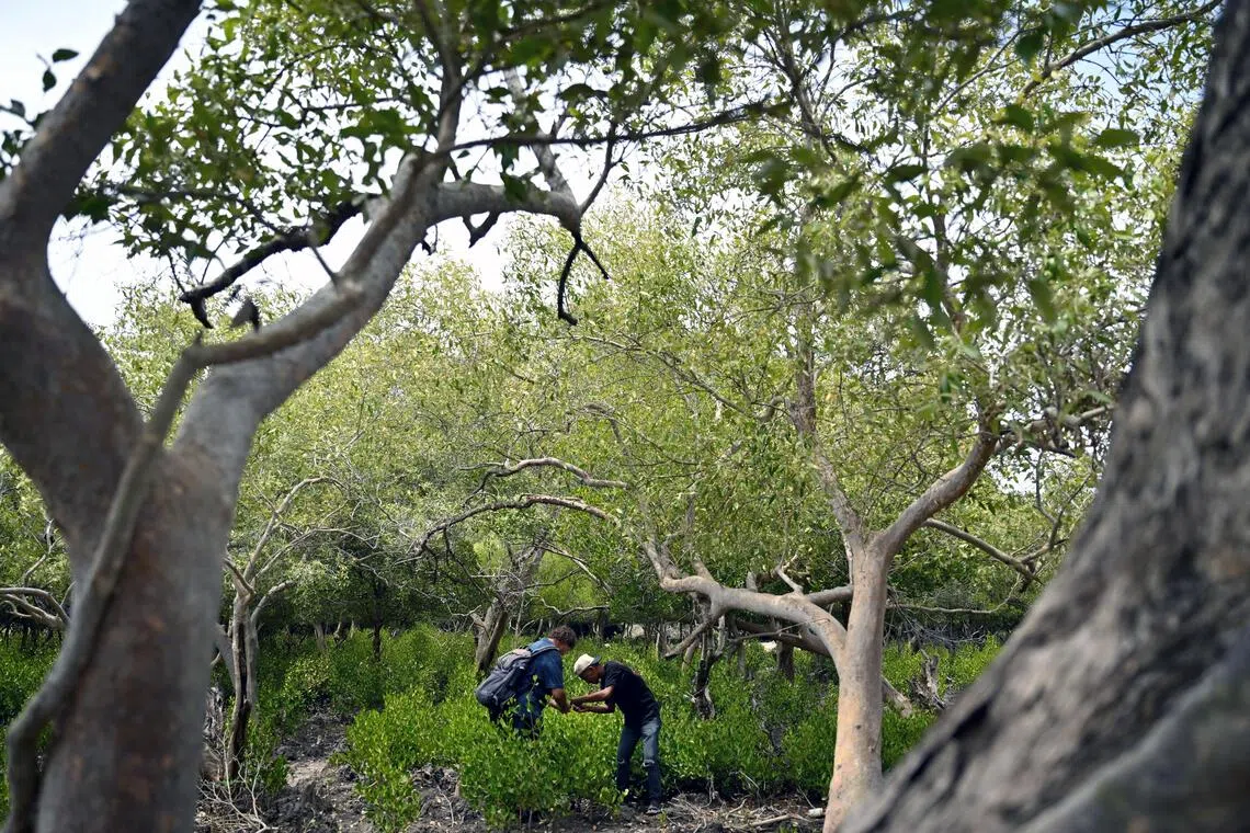 Mangrove species from Timor-Leste to make Singapore debut in Bay East Garden from 2027